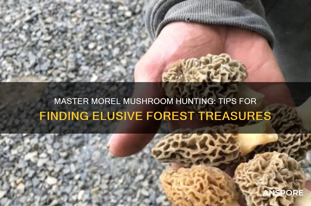 how to go morel mushroom hunting