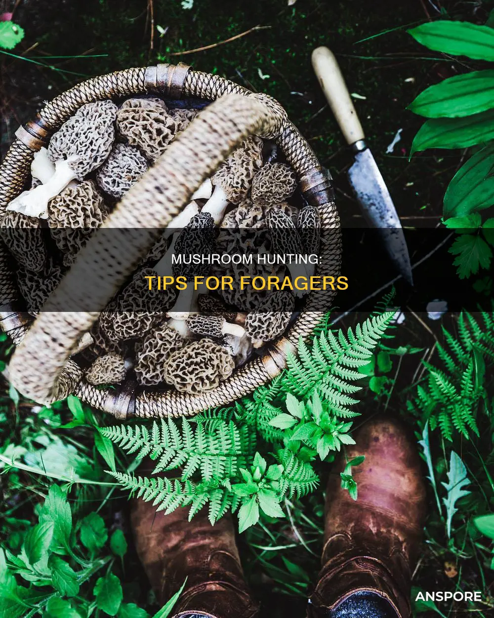 how to go mushroom hunting
