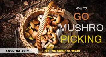 Mushroom Picking: A Beginner's Guide to Foraging