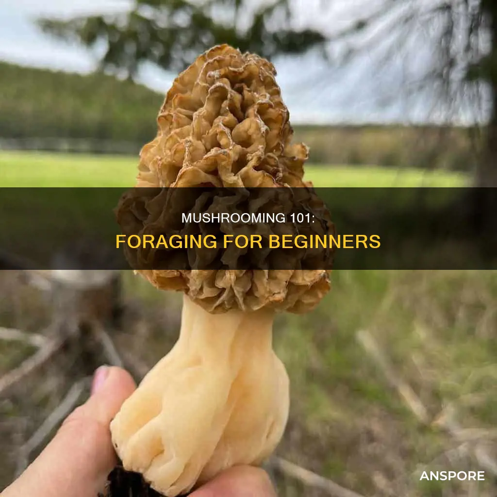 how to go mushrooming