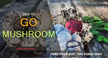Mushroom Hunting: A Beginner's Guide to Foraging