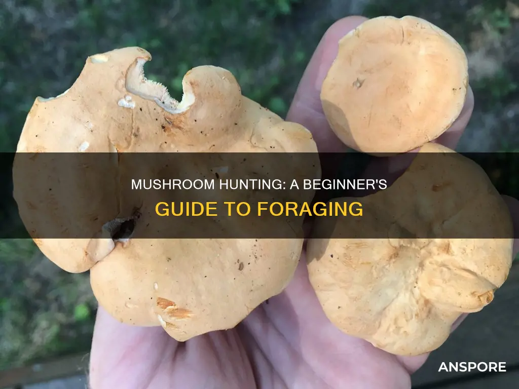 how to go mushrooms