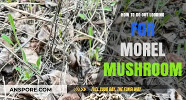 Foraging Morel Mushrooms: Essential Tips for a Successful Hunt
