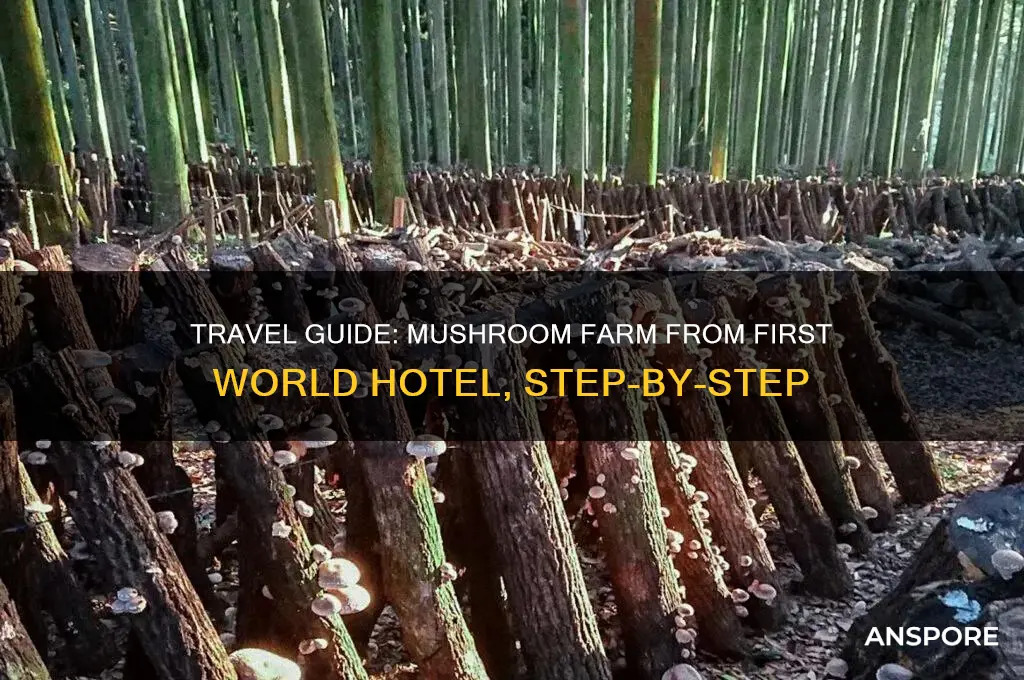 how to go to mushroom farm from first world hotel