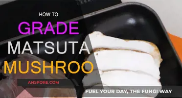 Grading Matsutake Mushrooms: A Guide to Quality