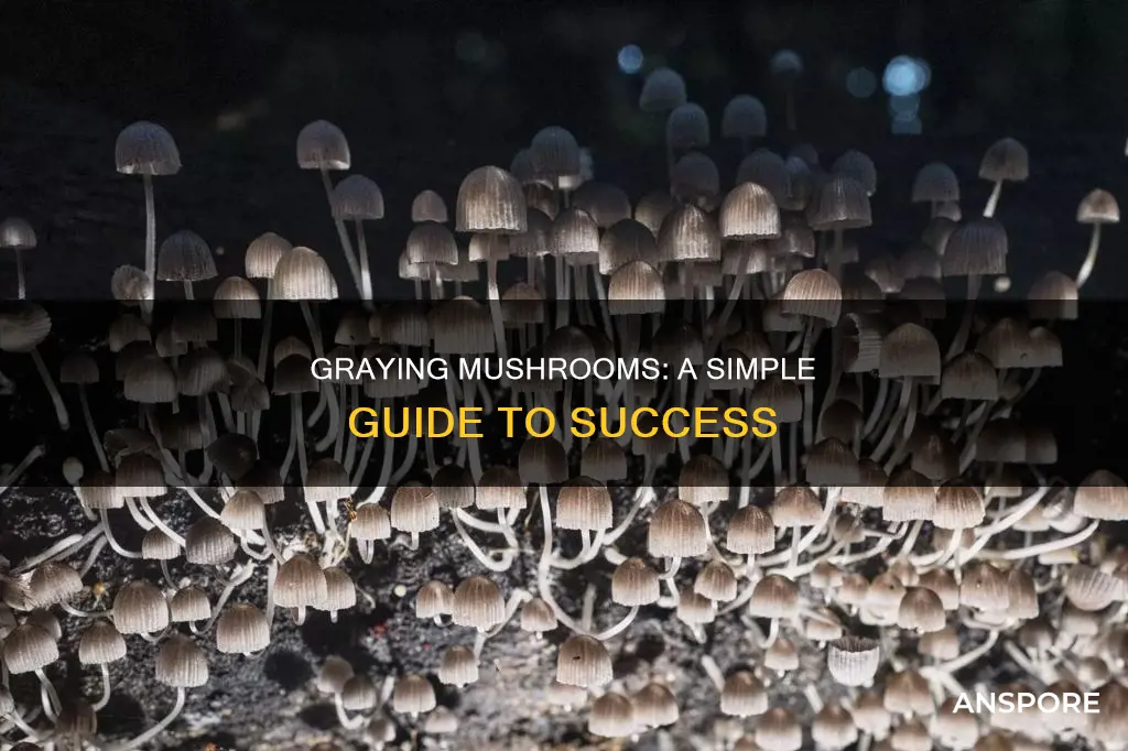 how to gray mushrooms