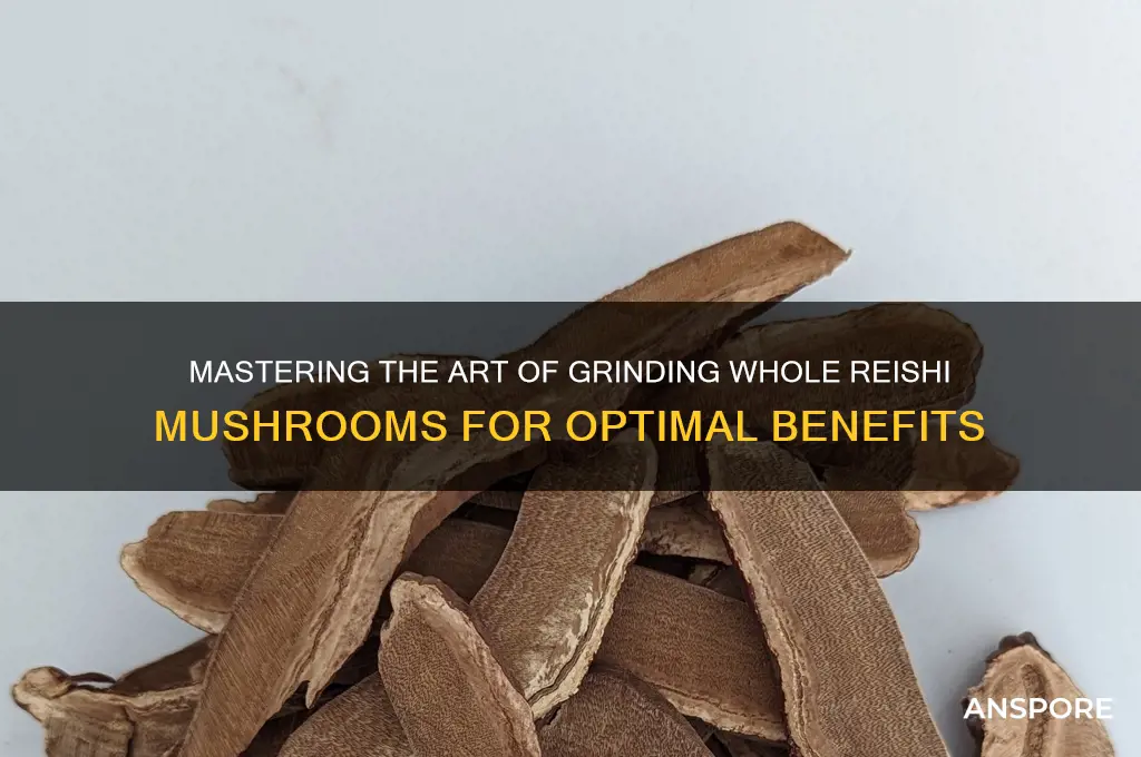 how to grind a whole reishi mushroom
