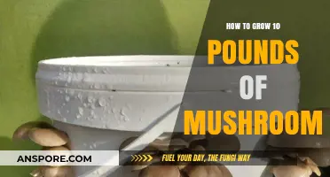 Mastering Mushroom Cultivation: Grow 10 Pounds at Home Easily
