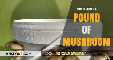 Mastering Mushroom Cultivation: Grow 3-4 Pounds at Home Easily