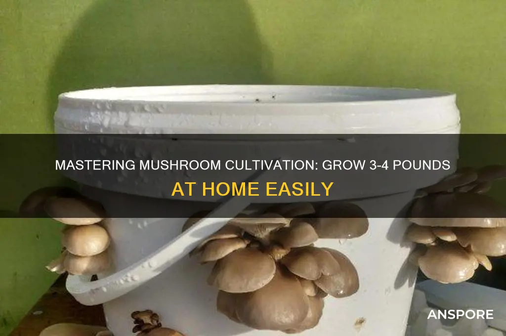 how to grow 3 4 pound of mushrooms