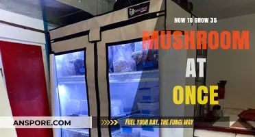 Mastering Mushroom Cultivation: Grow 35 Mushrooms Simultaneously with Ease