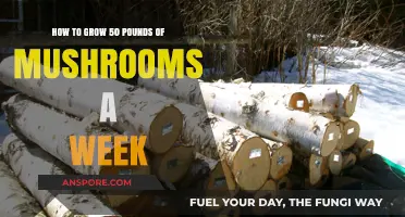 Maximize Mushroom Harvest: Grow 50 Pounds Weekly with Expert Tips
