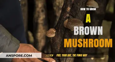 Mastering the Art of Growing Brown Mushrooms: A Step-by-Step Guide