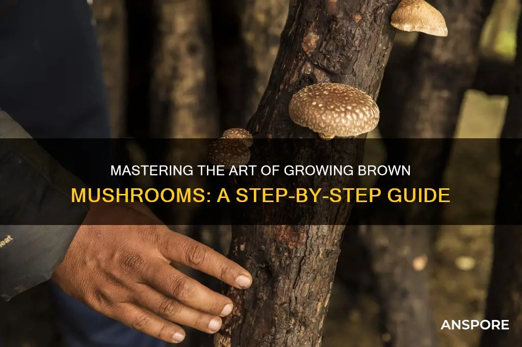how to grow a brown mushroom