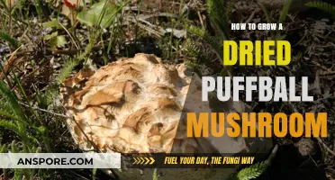 Reviving Puffballs: A Step-by-Step Guide to Growing Dried Mushrooms