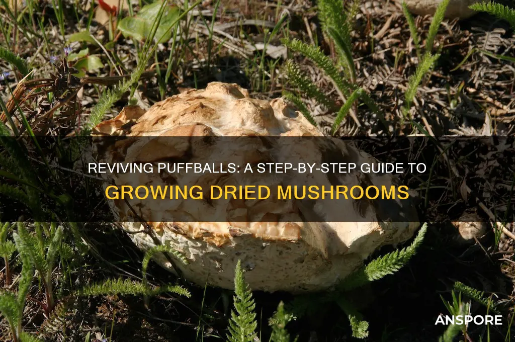 how to grow a dried puffball mushroom