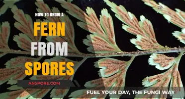 Mastering Fern Propagation: A Step-by-Step Guide to Growing Ferns from Spores