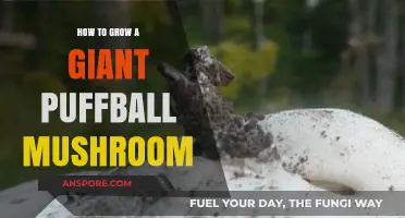 Mastering the Art of Growing Giant Puffball Mushrooms at Home