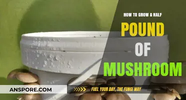 Mastering Mushroom Cultivation: Grow Half a Pound at Home Easily