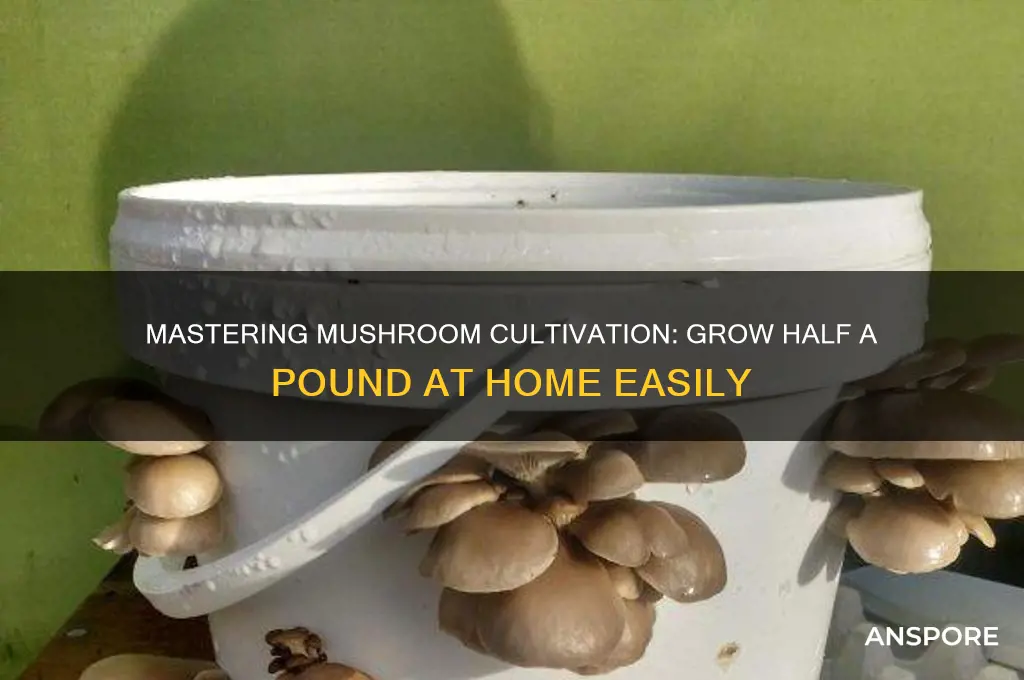 how to grow a half pound of mushrooms