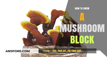 Mastering Mushroom Cultivation: A Step-by-Step Guide to Growing Your Own Mushroom Block