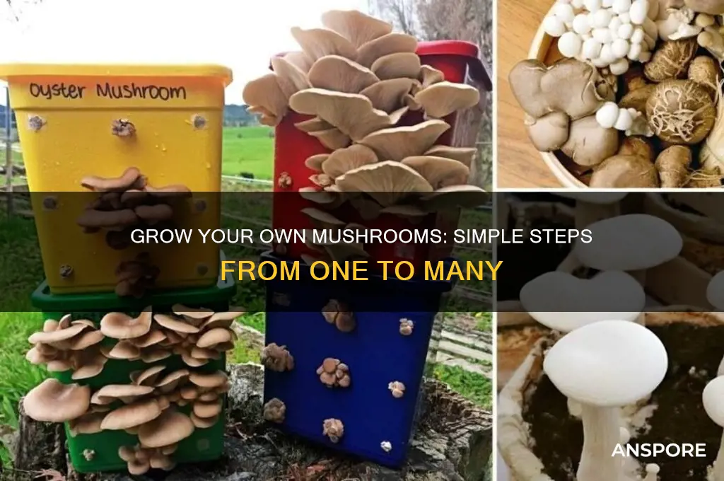 how to grow a mushroom from a mushroom