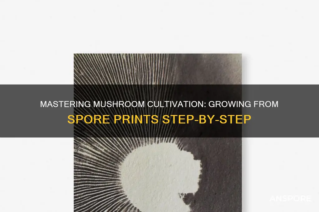 how to grow a mushroom from a spore print