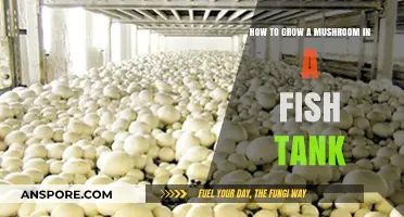 Aquatic Fungus Farming: Growing Mushrooms in Your Fish Tank