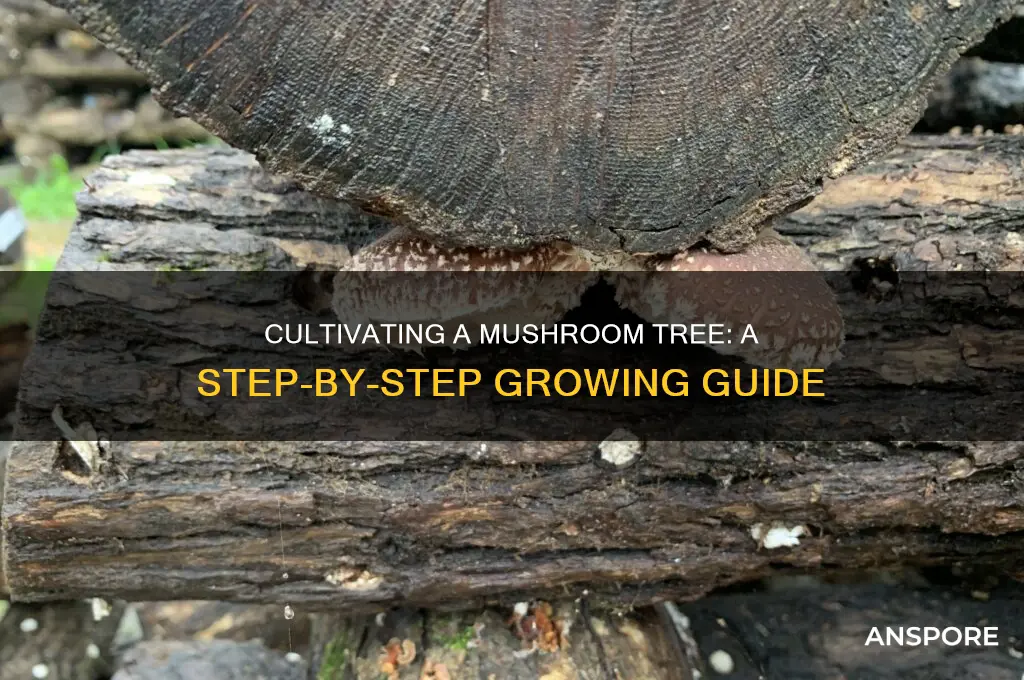 how to grow a mushroom tree