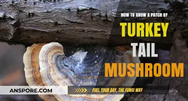 Cultivating Turkey Tail Mushrooms: A Step-by-Step Guide to Growing Your Own Patch