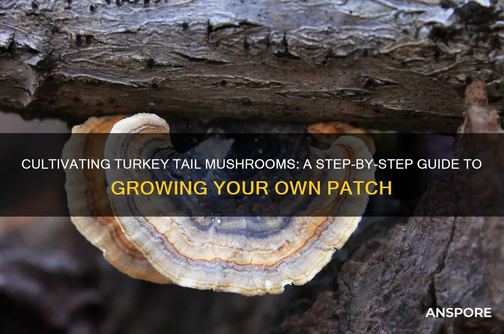 how to grow a patch of turkey tail mushrooms