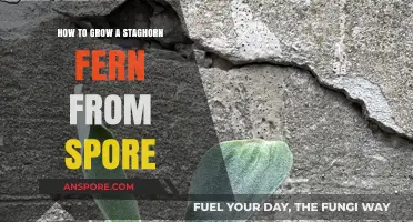 Mastering Staghorn Fern Propagation: A Step-by-Step Spore Growing Guide