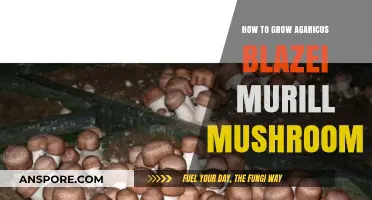 Mastering Agaricus Blazei Murill Cultivation: A Step-by-Step Growing Guide