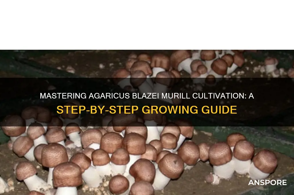 how to grow agaricus blazei murill mushroom