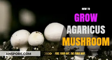 Mastering Agaricus Mushroom Cultivation: A Step-by-Step Growing Guide