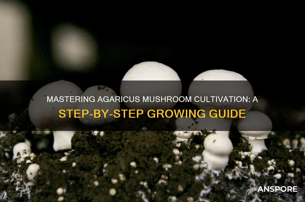 how to grow agaricus mushrooms