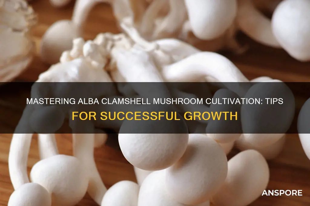 how to grow alba clamshell mushroom
