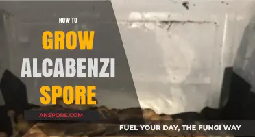 Mastering Alcabenzi Spore Cultivation: A Step-by-Step Growing Guide