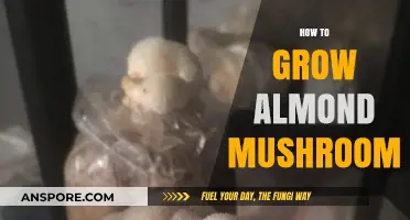 Mastering Almond Mushroom Cultivation: A Step-by-Step Growing Guide