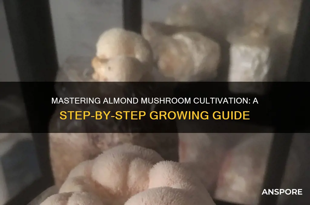 how to grow almond mushroom