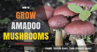 Mastering the Art of Growing Amadoo Mushrooms at Home