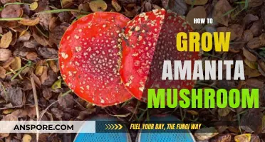 Cultivating Amanita Mushrooms: A Comprehensive Guide to Successful Growth