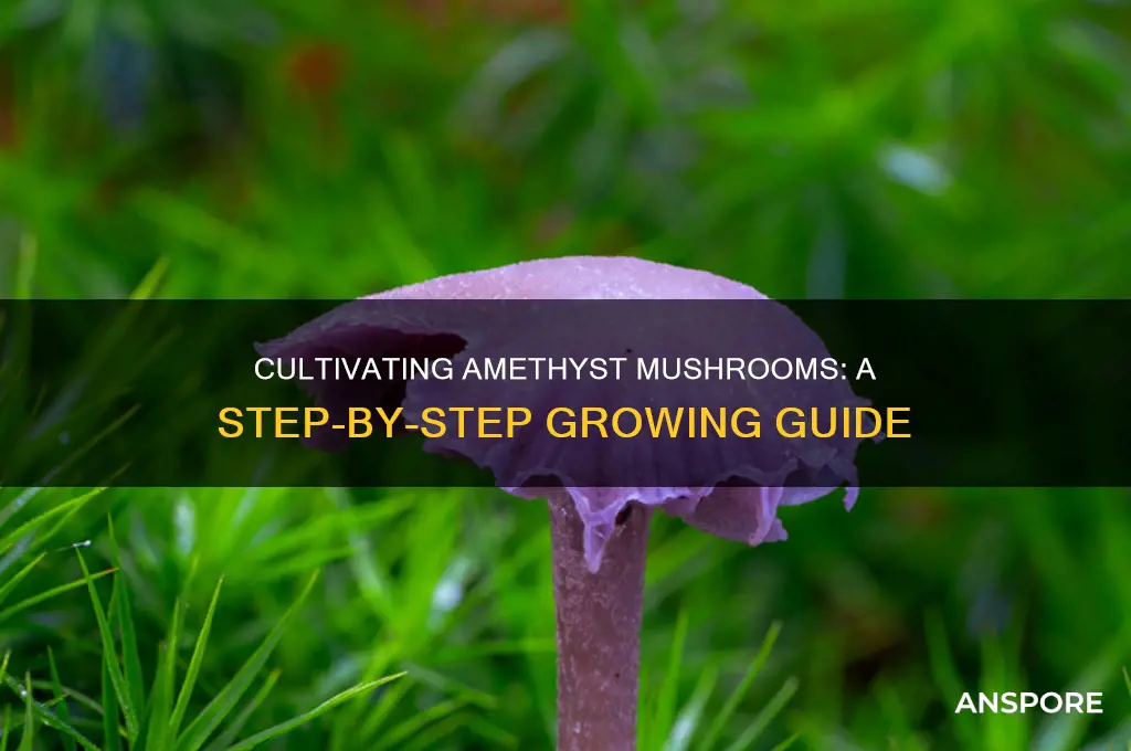 how to grow amethyst mushrooms