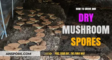 Mastering Mushroom Cultivation: Growing and Drying Spores for Success