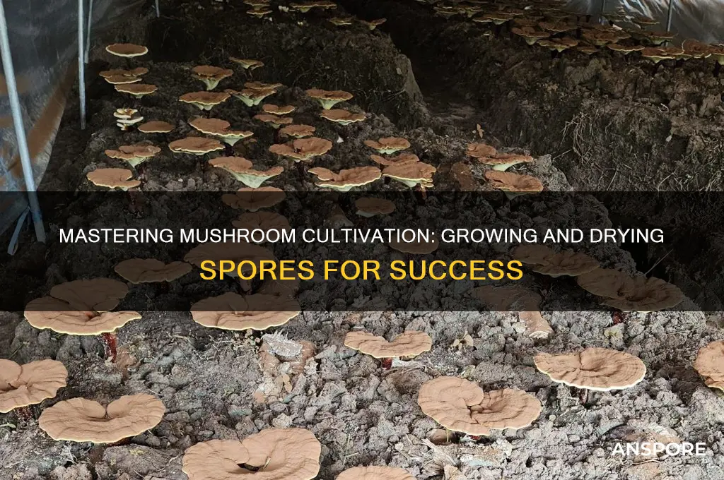 how to grow and dry mushroom spores
