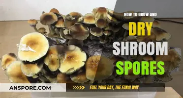 Mastering Shroom Cultivation: Growing and Drying Spores for Success