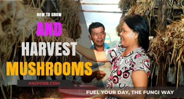 Mastering Mushroom Cultivation: A Guide to Growing and Harvesting