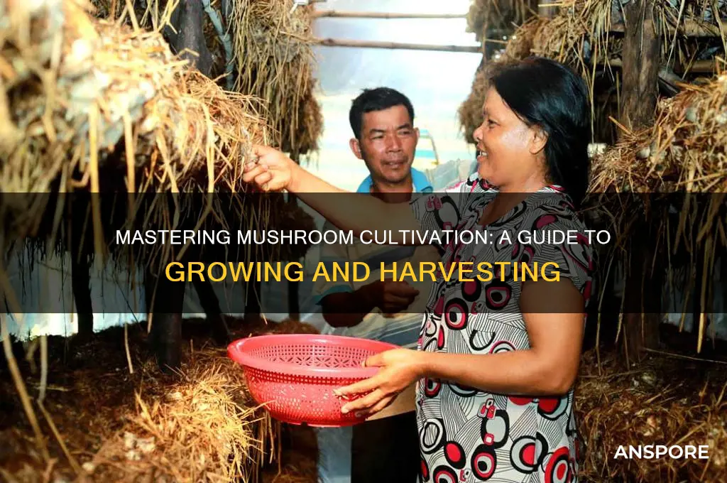 how to grow and harvest mushrooms