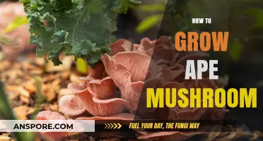 Cultivating Ape Mushrooms: A Comprehensive Guide to Successful Growth