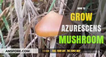 Mastering the Art of Growing Psilocybe Azurescens Mushrooms at Home